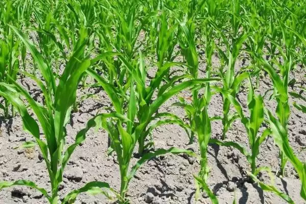 京科252玉米种子登场,6月上中旬播种时间公布插图1 京科252玉米种子登场,6月上中旬播种时间公布插图1