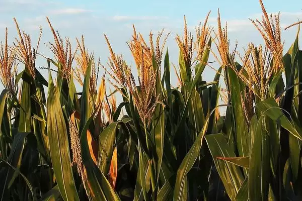 京科252玉米种子登场,6月上中旬播种时间公布插图2 京科252玉米种子登场,6月上中旬播种时间公布插图2