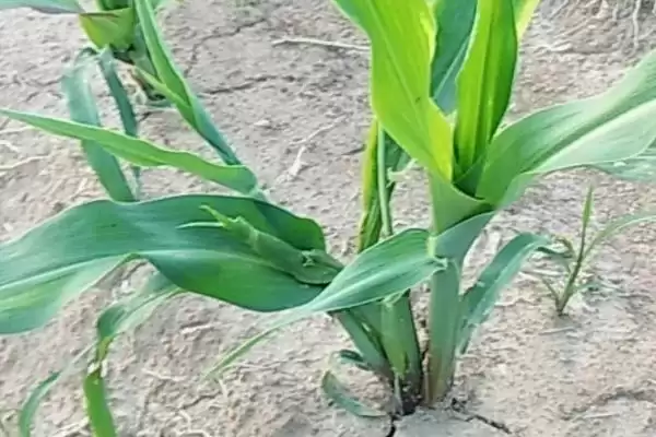 晶玉111玉米种子上线，3月上中旬播种育苗为宜要点公布插图2