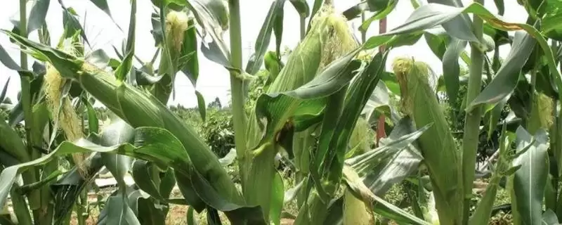 嵩玉619玉米种子特点,夏播生育期97-102天的生长周期-会东网