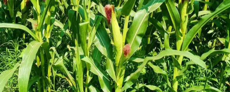 辽单5802玉米品种特性揭秘，肥力较好地块种植要点解读-会东网