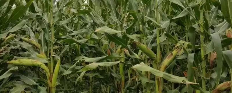 美玉817玉米品种特性揭秘，肥力较好地块种植要点-会东网