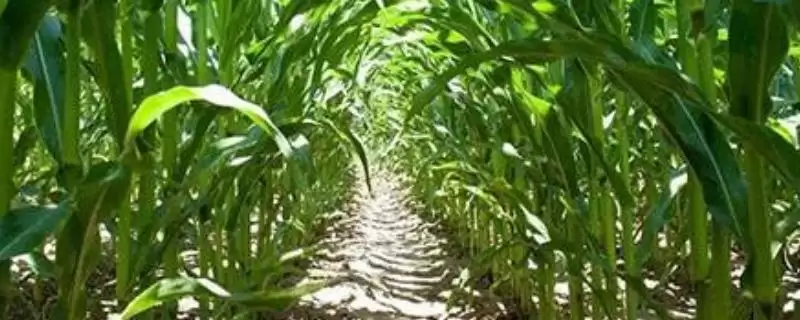 开糯1号玉米种子上线，中抗茎基腐病特性要点公布-会东网