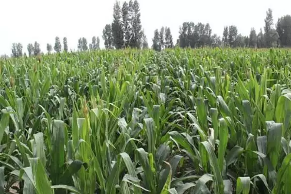 力单4354玉米品种登场,春播117.3天平均生育期公布插图1 力单4354玉米品种登场,春播117.3天平均生育期公布插图1