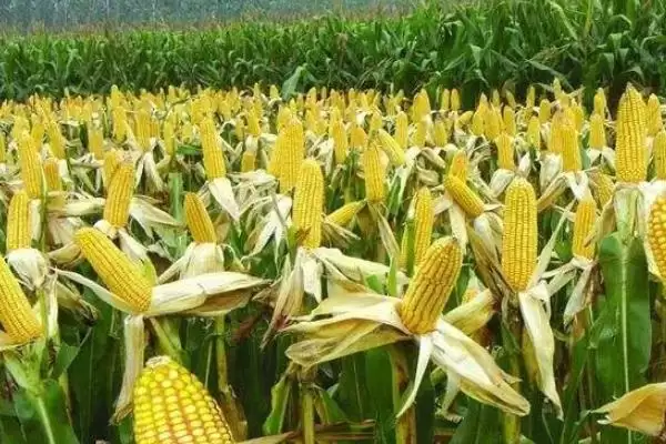 宽显紫201玉米种子特性曝光，高抗大斑病特性亮点突出插图2