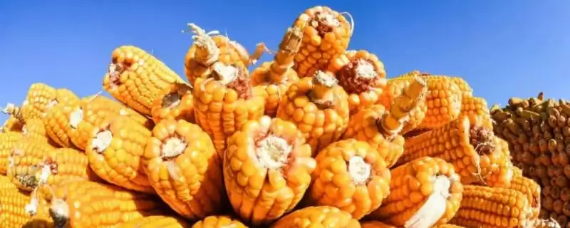 兰乔8848玉米种子登场,高抗茎腐病特性亮点突出-会东网