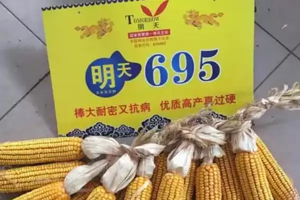 明天695特征特性揭秘，109天左右生育期成焦点插图3
