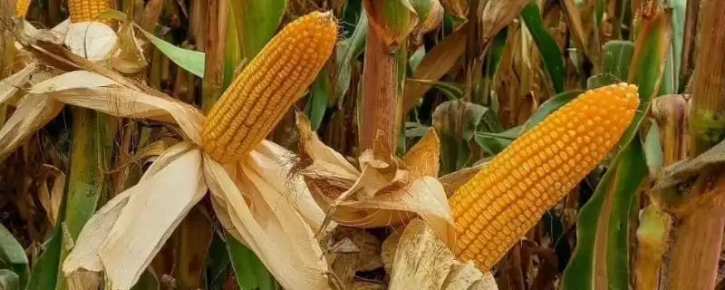 粒粒金339玉米种子特性曝光，密度4000株／亩左右数据公布-会东网