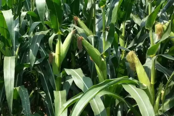 龙育73玉米种子特性曝光,机收籽粒玉米品种定位解读插图1 龙育73玉米种子特性曝光,机收籽粒玉米品种定位解读插图1