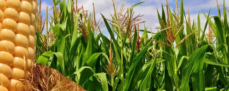 龙单306玉米种子上线，4月25日左右播种时间公布-会东网