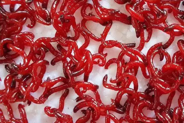 开春后钓鱼时间揭秘,温度、气压等指标影响分析插图5 开春后钓鱼时间揭秘,温度、气压等指标影响分析插图5