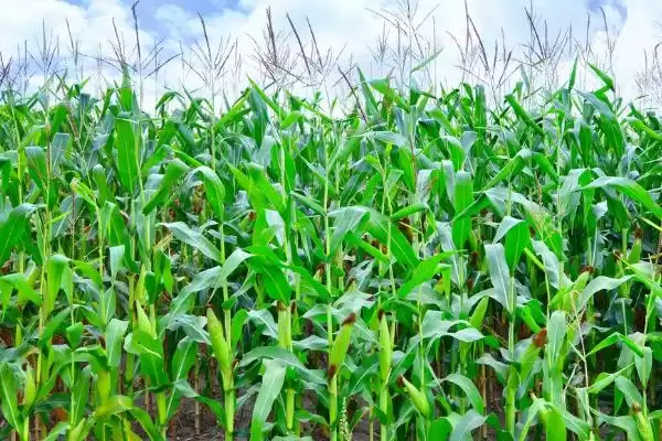 双悦糯1玉米种子简介，鲜食糯玉米品种的特色插图1
