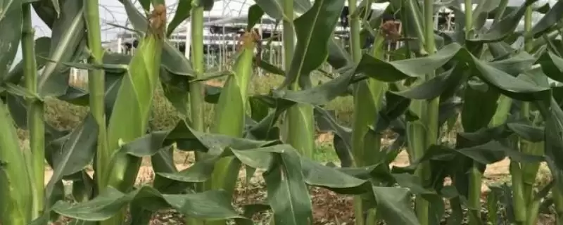 京科183玉米种子特性揭秘，湘北3月底到4月初播种时间公布-会东网