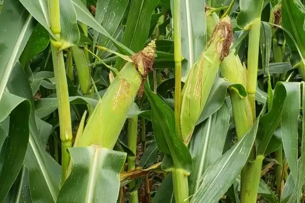 力单4354玉米品种登场,春播117.3天平均生育期公布插图3 力单4354玉米品种登场,春播117.3天平均生育期公布插图3