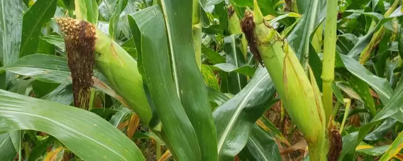 双合1号玉米品种简介，中等肥力以上土壤上栽培的要点-会东网
