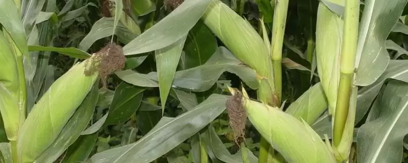 梦玉80玉米品种登场，中等肥力以上地块种植要点-会东网