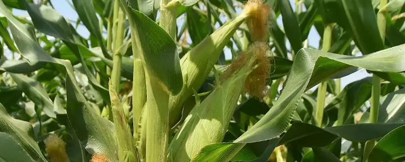 明科玉77玉米种子特点解析，施尿素30-40千克要点-会东网