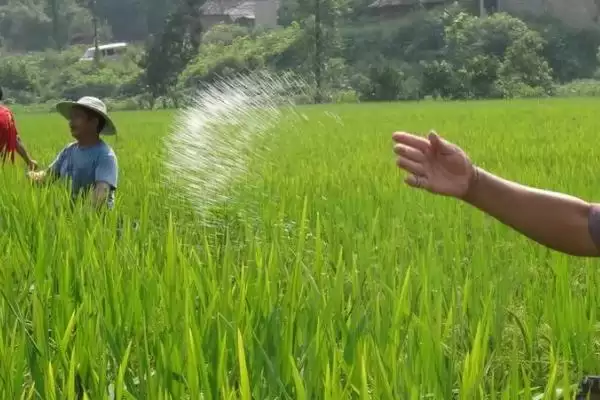 如何买到优质复合肥,掌握四标准选购优质复合肥要点插图3 如何买到优质复合肥,掌握四标准选购优质复合肥要点插图3