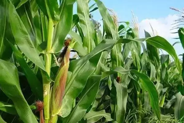 鲁玉17玉米种登场，播种防地下害虫要点需关注插图3