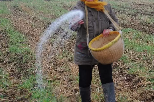 农业酵素菌肥制作有招,红糖果蔬叶兑水装瓶即制成插图2 农业酵素菌肥制作有招,红糖果蔬叶兑水装瓶即制成插图2