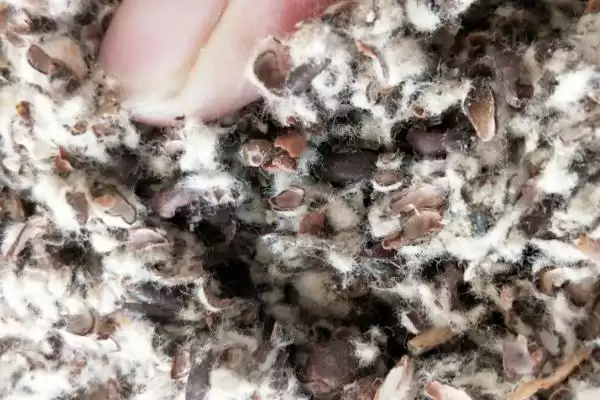 桑黄怎么种植和管理,培养料消毒后接种、养护的要点插图3 桑黄怎么种植和管理,培养料消毒后接种、养护的要点插图3