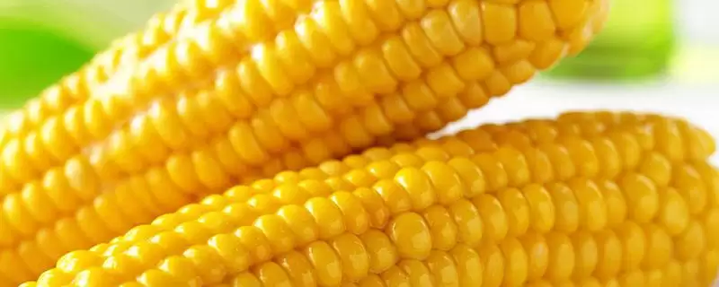 力单4354玉米品种登场,春播117.3天平均生育期公布插图 力单4354玉米品种登场,春播117.3天平均生育期公布插图