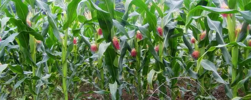 联创799玉米品种登场，防治纹枯病要点深度解读-会东网
