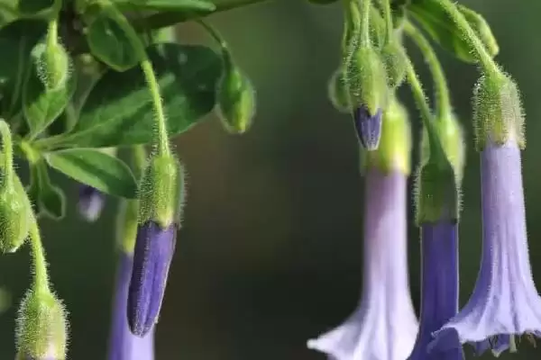 曼陀罗花语揭秘，无间与死亡之爱寓意全解析插图5