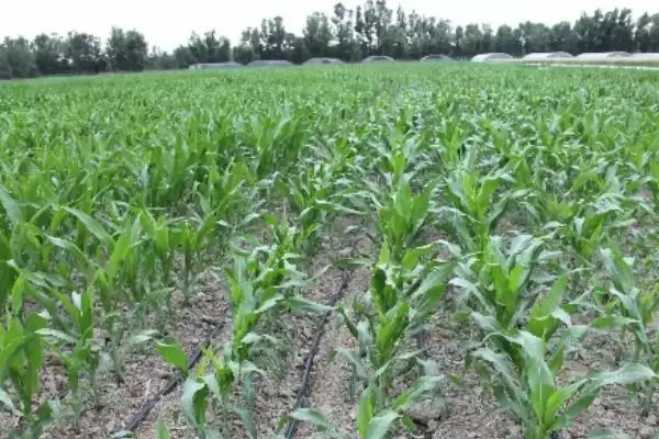 绿鹏186玉米种子介绍，防治地下害虫要点需关注插图3