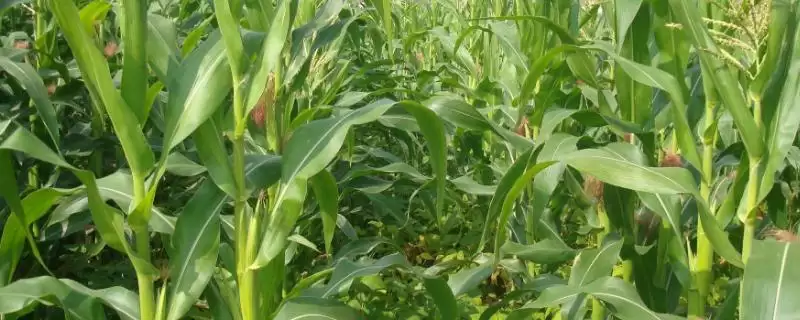 三盛382玉米种子简介,每亩5000株种植密度的确定依据插图 三盛382玉米种子简介,每亩5000株种植密度的确定依据插图