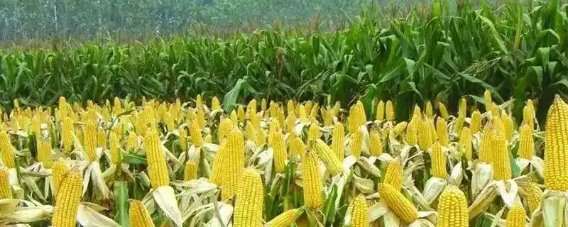 龙生318玉米种子上线，丝黑穗病防治要点全面解读-会东网