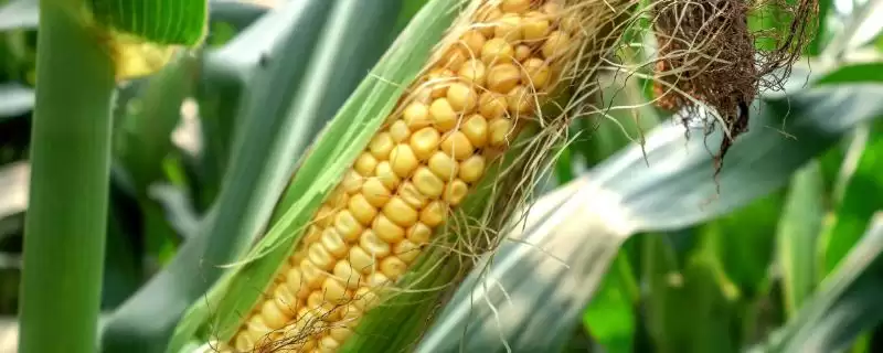 明增63号玉米种子特点曝光，129天平均生育期-会东网