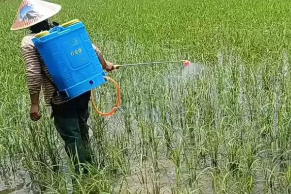 磷酸二氢钾如何兑水引关注,作物及使用方法影响兑水量解读插图3 磷酸二氢钾如何兑水引关注,作物及使用方法影响兑水量解读插图3