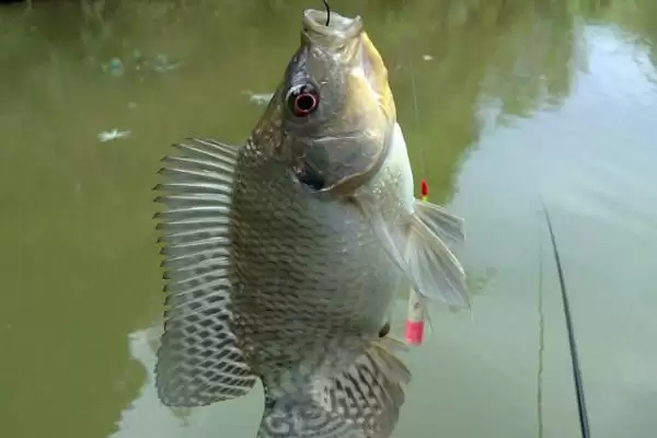 罗非竿揭秘，专为钓罗非鱼设计钓竿特性受瞩目插图2