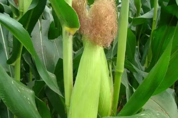 沃锋518玉米种子介绍,防治丝黑穗病等虫害插图1 沃锋518玉米种子介绍,防治丝黑穗病等虫害插图1