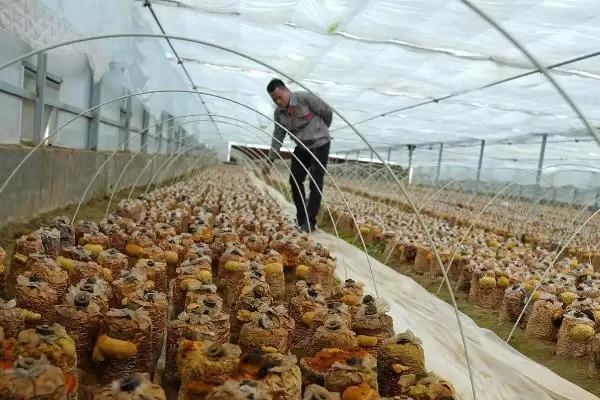 桑黄怎么种植和管理,培养料消毒后接种、养护的要点插图2 桑黄怎么种植和管理,培养料消毒后接种、养护的要点插图2