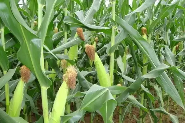 宁玉524玉米种子介绍，137-139天生育期引关注插图1