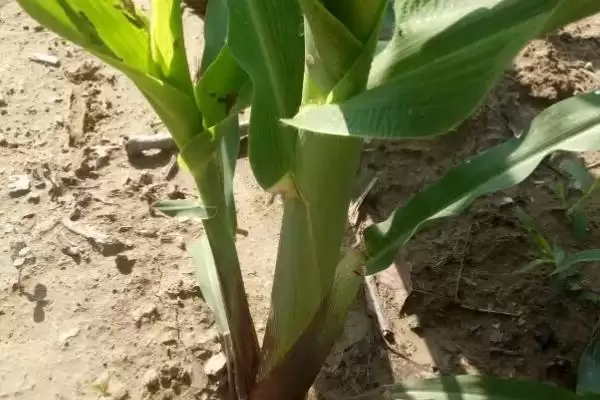 泸玉糯2008玉米种子亮相,肥力中上土壤栽培要点曝光插图3 泸玉糯2008玉米种子亮相,肥力中上土壤栽培要点曝光插图3