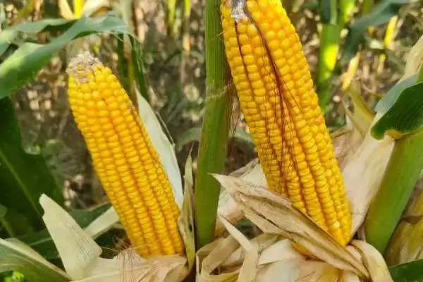 京科427玉米种子特性曝光,中抗穗腐病特性要点公布插图3 京科427玉米种子特性曝光,中抗穗腐病特性要点公布插图3