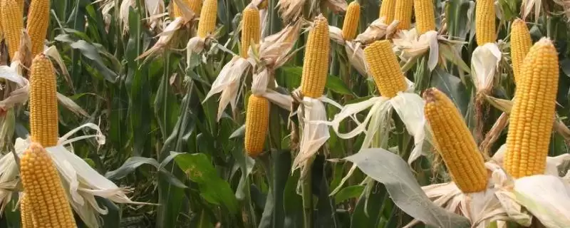 辽单5201玉米种子特性曝光，春播127天成熟时长曝光-会东网
