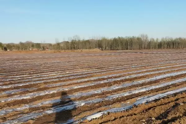 糯玉米地膜如何栽培？适宜腐殖质丰富土壤插图1