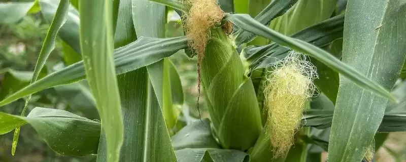 科泰217玉米种子特性揭秘，128天出苗至成熟时长曝光-会东网