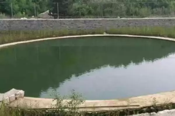 黔鱼是什么鱼，北美洲主要鲶鱼品种的详细介绍插图2