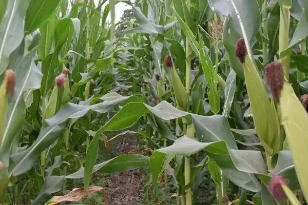 美联41玉米种子特点曝光,中抗穗腐病优势受关注插图1 美联41玉米种子特点曝光,中抗穗腐病优势受关注插图1