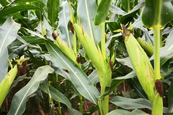 良玉818号玉米种子登场，中抗茎基腐病特性要点公布插图3