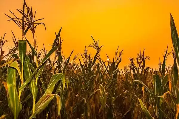 密甜糯1号玉米种子登场，喜肥水特性受种植户关注插图3