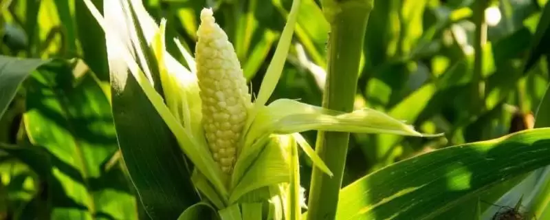 硕秋709玉米种子简介，4500—5000株／亩密度的优势-会东网
