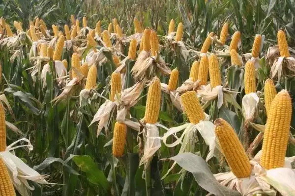 良玉818号玉米种子登场，中抗茎基腐病特性要点公布插图1