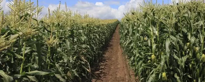 九久黑糯玉米品种登场,4月下旬至5月上旬播种时间公布-会东网