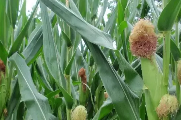 蒙龙213玉米种子特征曝光,134.8天出苗至成熟期插图2 蒙龙213玉米种子特征曝光,134.8天出苗至成熟期插图2